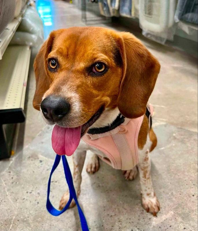 Bailey *Adopt or Foster*, Adoptable, Young Female Beagle.