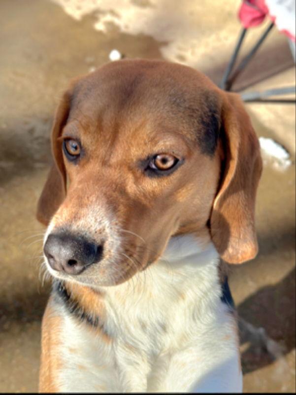 Bailey *Adopt or Foster*, a Adoptable Beagle in Fairfax, VA image 1/3