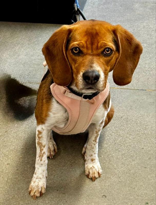Bailey *Adopt or Foster*, a Adoptable Beagle in Fairfax, VA image 2/3