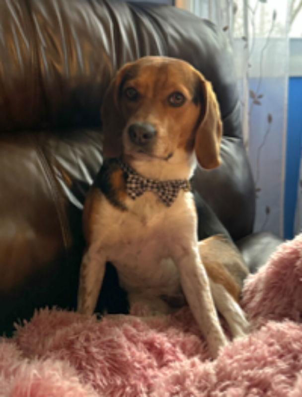 Bailey *Adopt or Foster*, a Adoptable Beagle in Fairfax, VA image 3/3