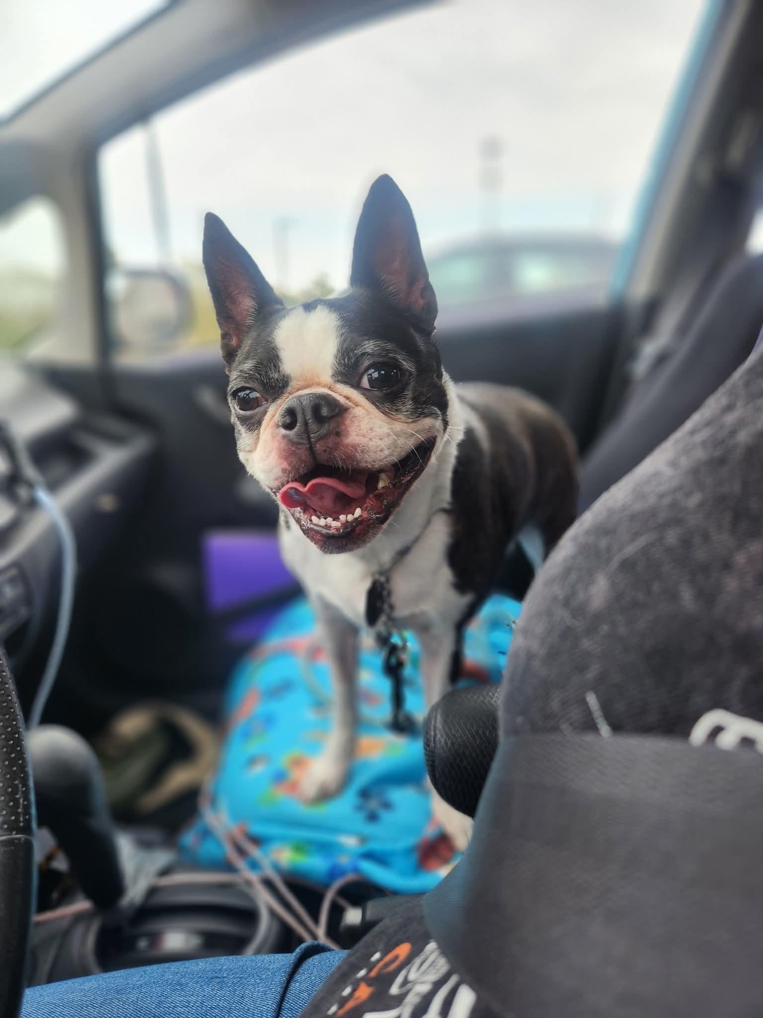 Enlarge Missy, an adopted Boston Terrier in East Peoria, IL image 1/4