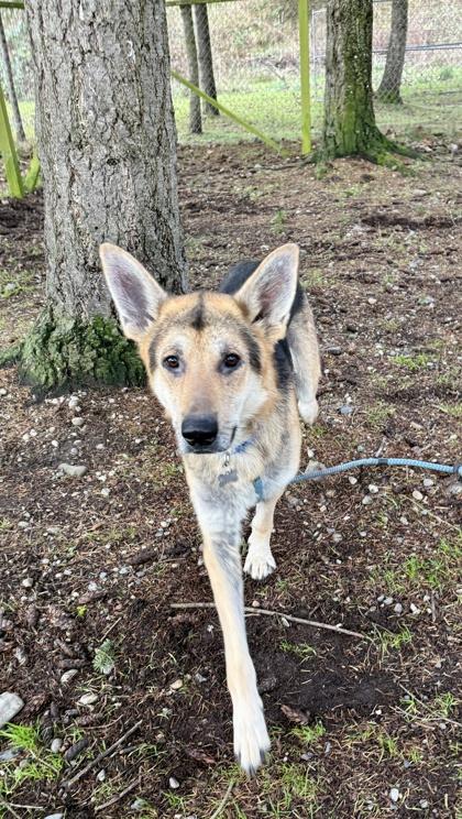 Draco, Adoptable, Adult Male German Shepherd Dog & Mixed Breed.