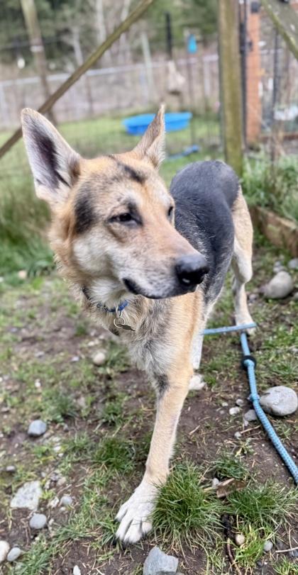 Enlarge Draco, a Adoptable mixed breed in Burlington, WA image 2/3
