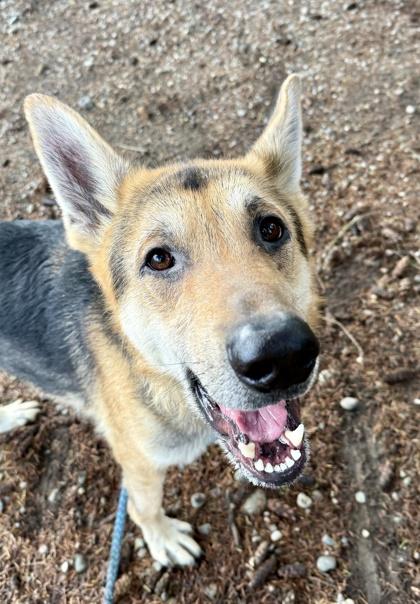 Enlarge Draco, a Adoptable mixed breed in Burlington, WA image 3/3