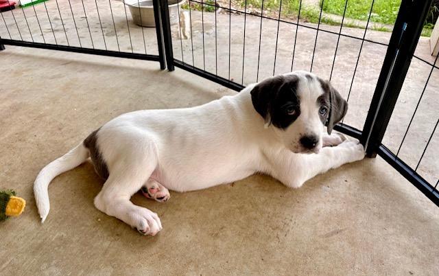 Pinky Lee, Adoptable, Puppy Female Great Pyrenees.