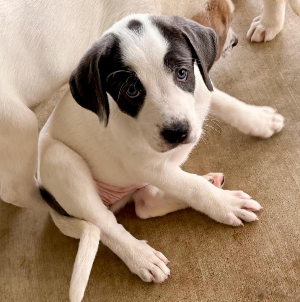 Enlarge Pinky Lee, a Adoptable Great Pyrenees in Leander, TX image 2/6
