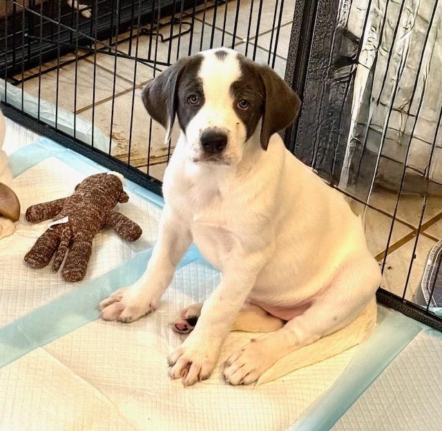 Enlarge Pinky Lee, a Adoptable Great Pyrenees in Leander, TX image 3/6