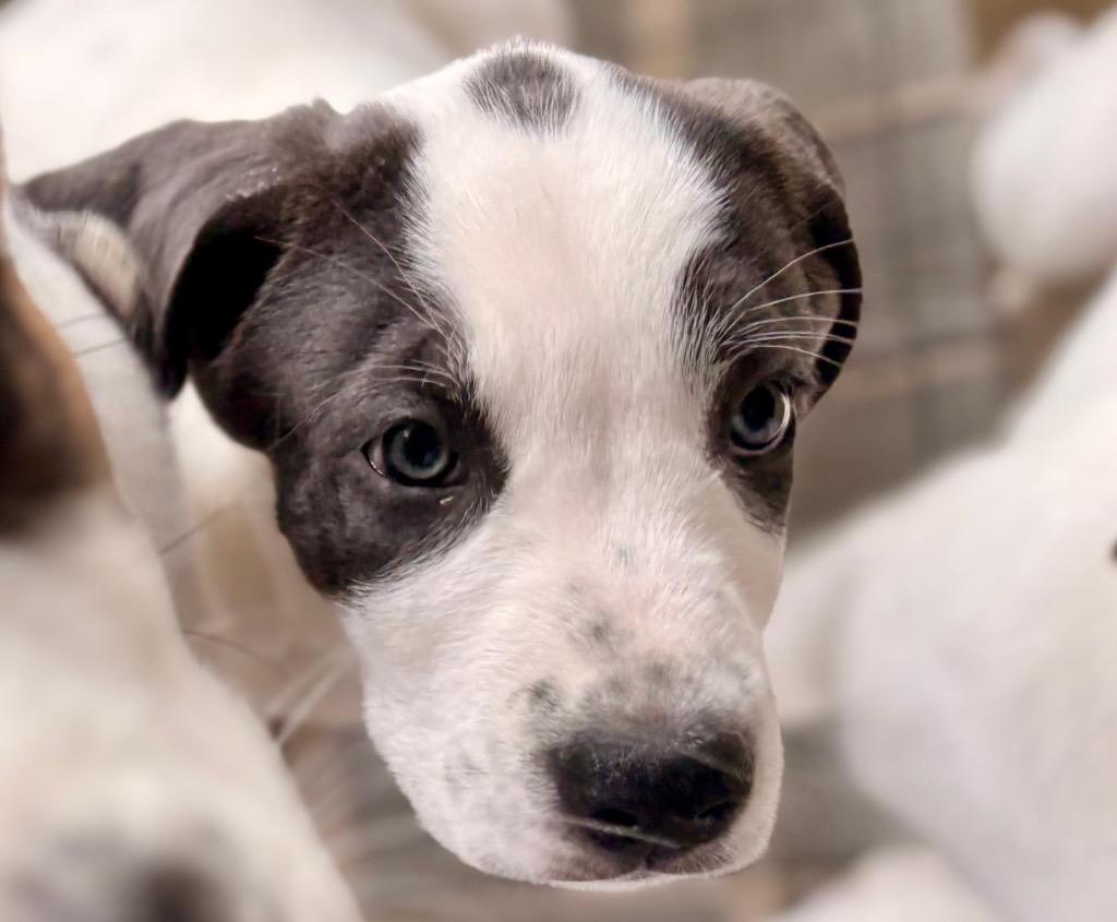 Enlarge Pinky Lee, a Adoptable Great Pyrenees in Leander, TX image 5/6