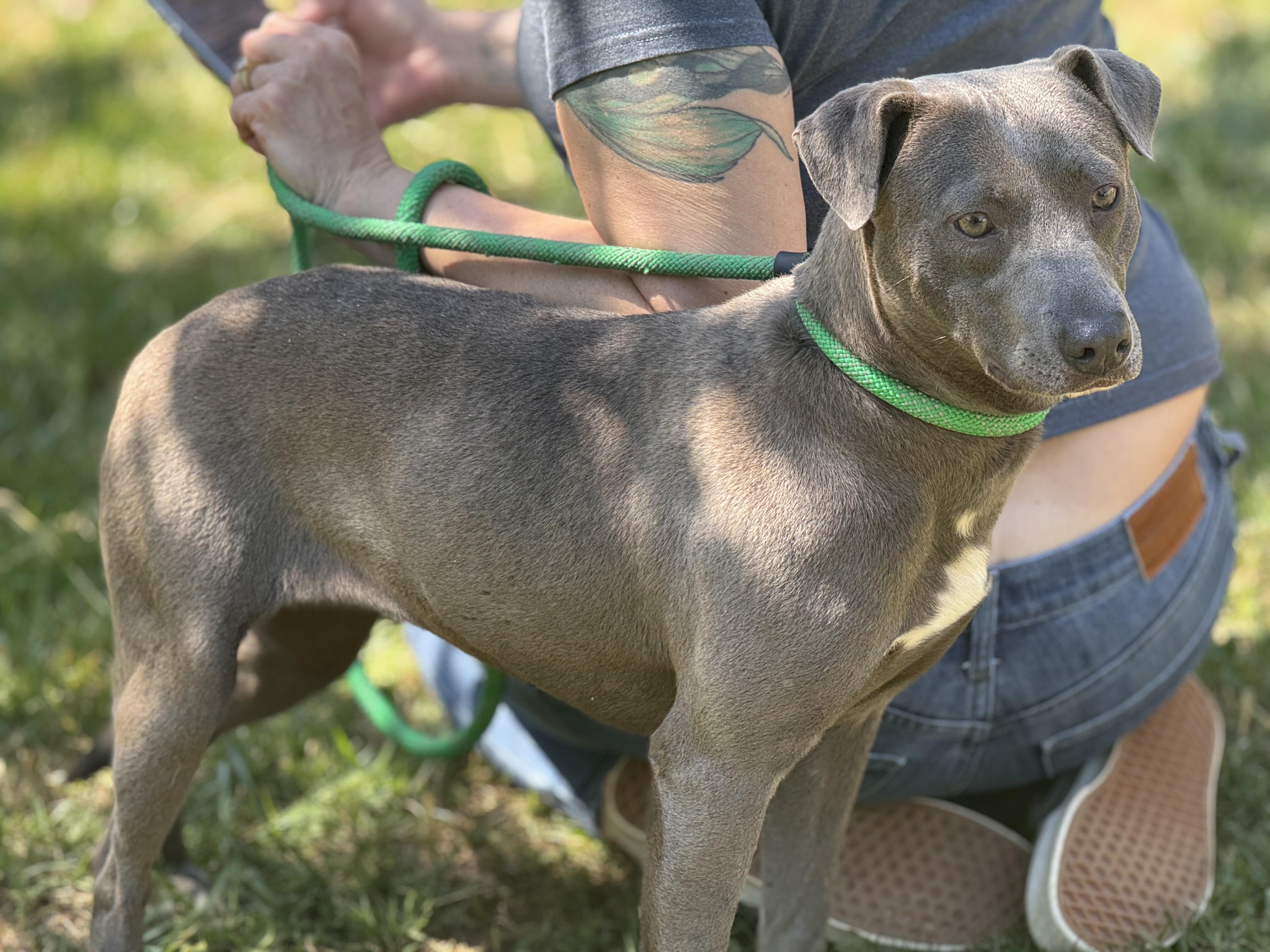 Enlarge Harbor , a ADOPTABLE mixed breed in Richmond, VA image 5/6
