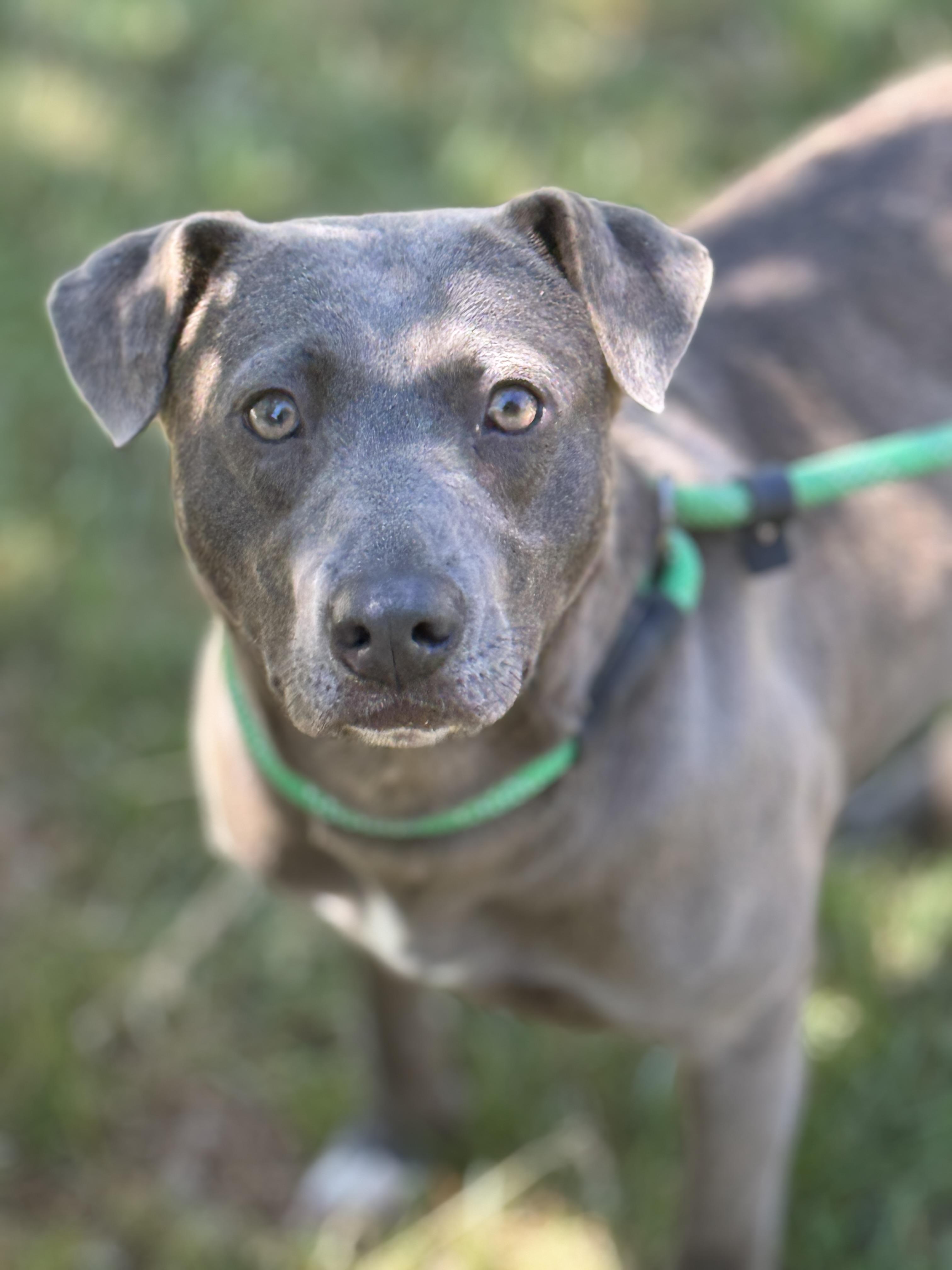 Enlarge Harbor , a ADOPTABLE mixed breed in Richmond, VA image 1/6