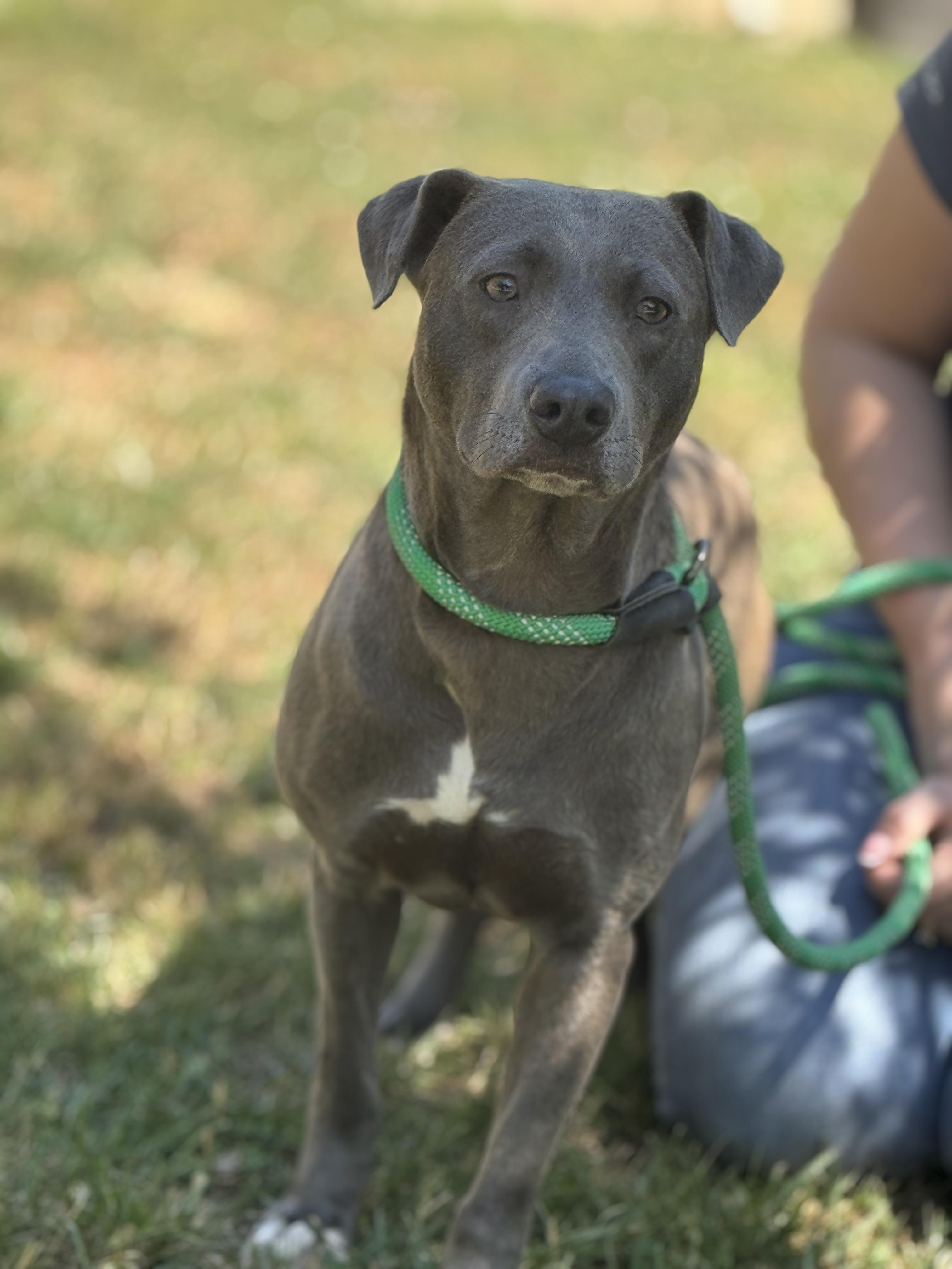 Enlarge Harbor , a ADOPTABLE mixed breed in Richmond, VA image 6/6