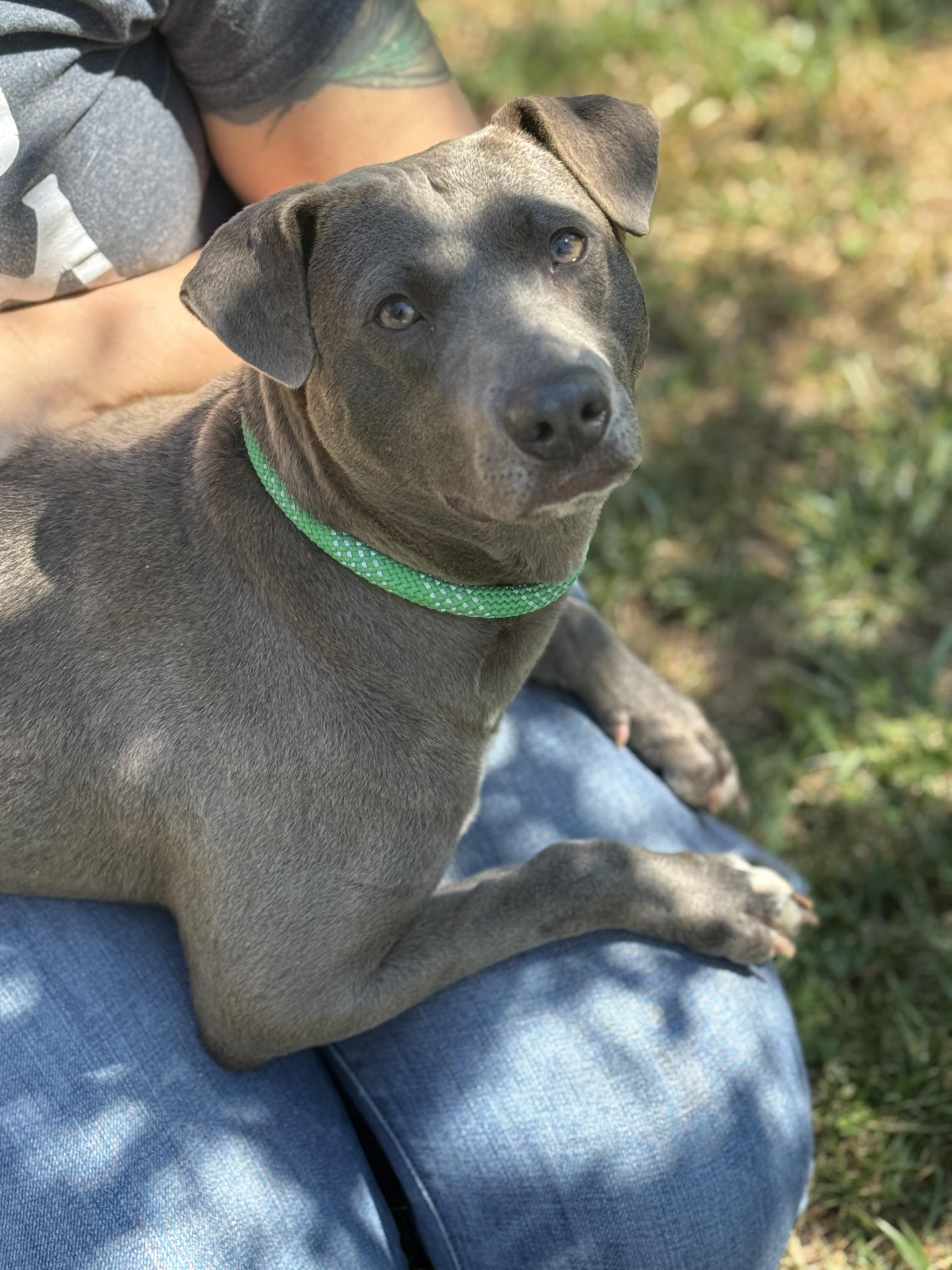 Enlarge Harbor , a ADOPTABLE mixed breed in Richmond, VA image 3/6