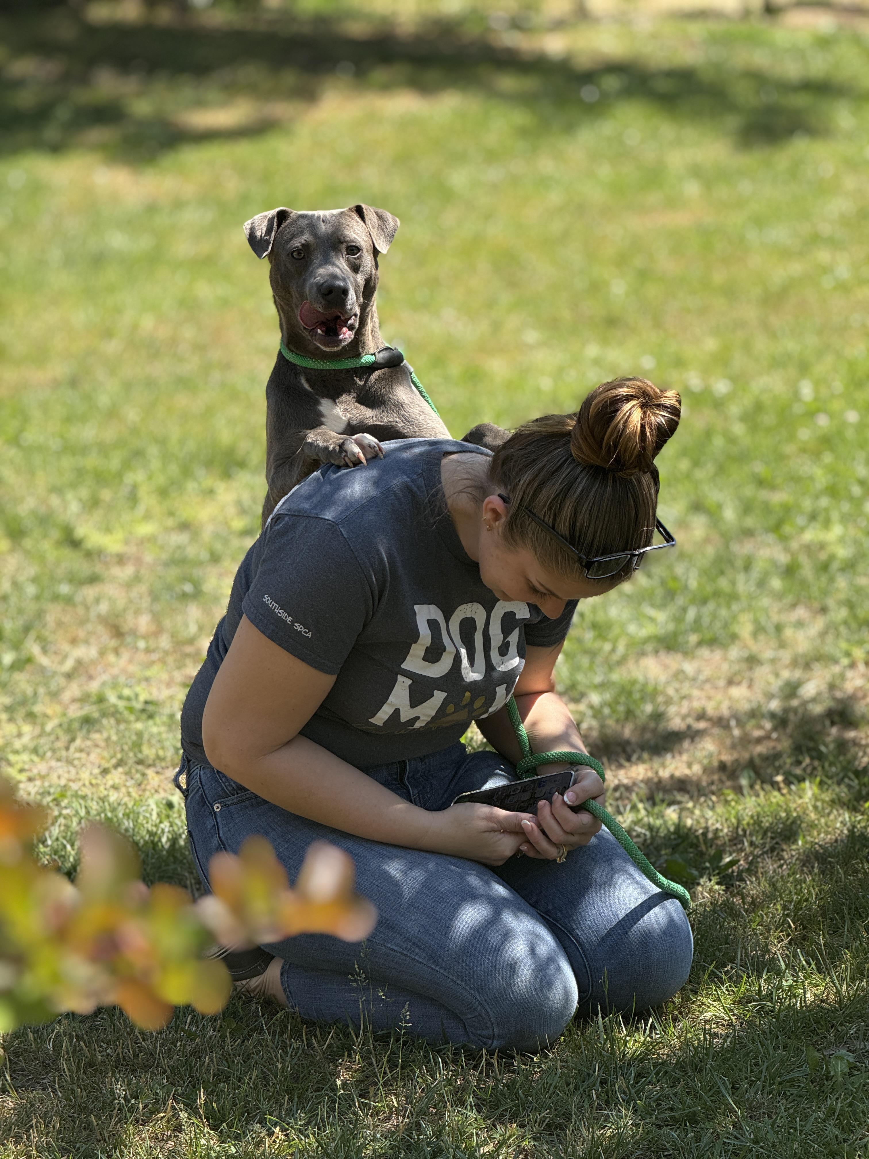 Enlarge Harbor , a ADOPTABLE mixed breed in Richmond, VA image 2/6