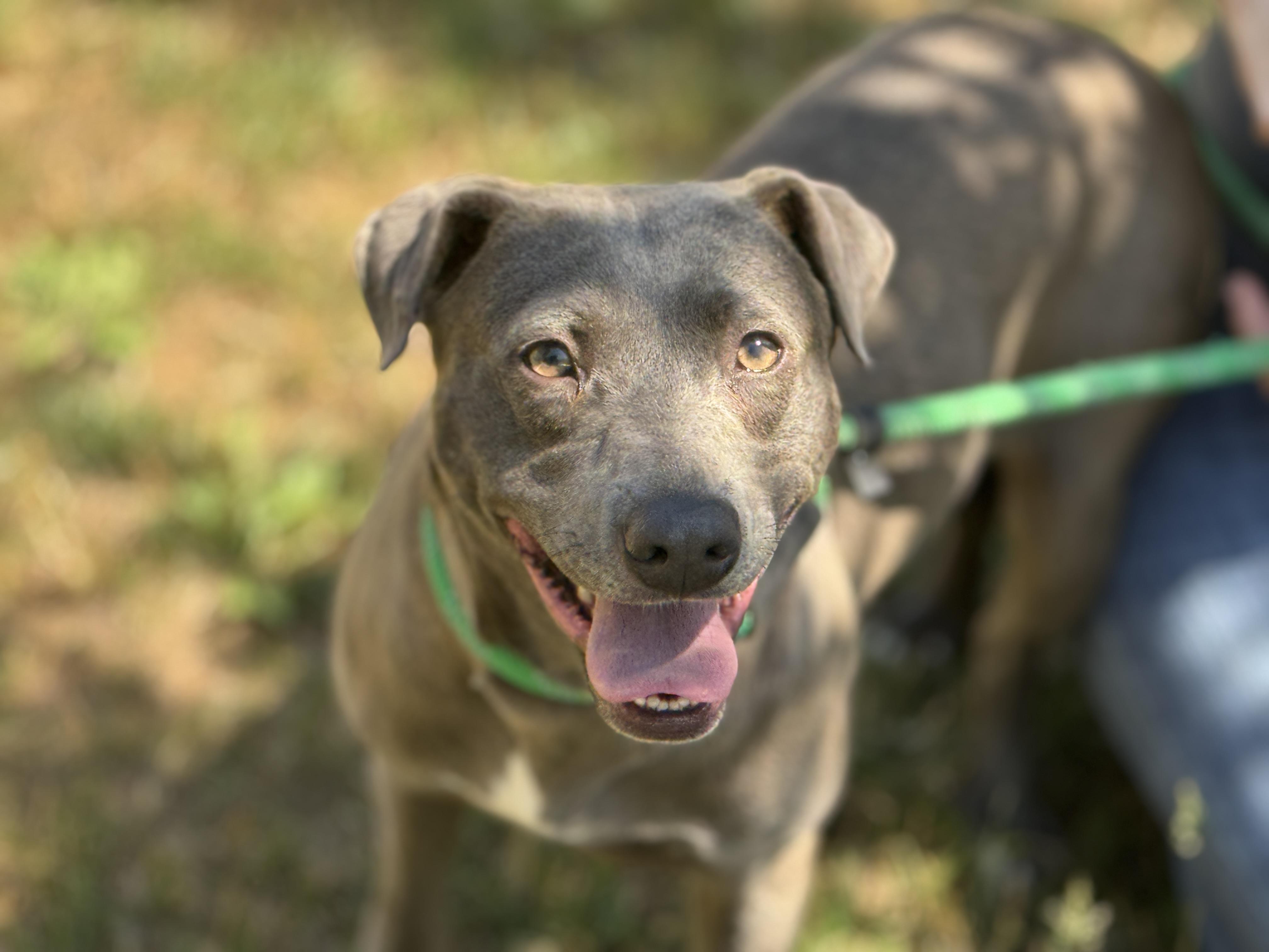Enlarge Harbor , a ADOPTABLE mixed breed in Richmond, VA image 4/6