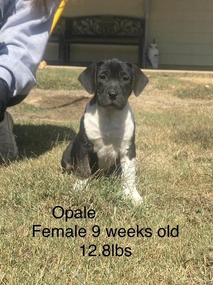Oaple, Adoptable, Puppy Female Boxer & Labrador Retriever.