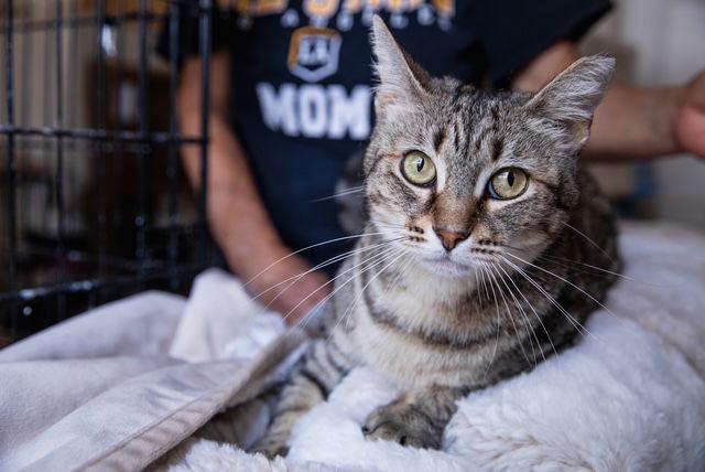 Craft, Adoptable, Young Female Domestic Short Hair.