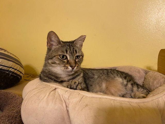Enlarge Craft, a Adoptable Domestic Short Hair in Escondido, CA image 3/3