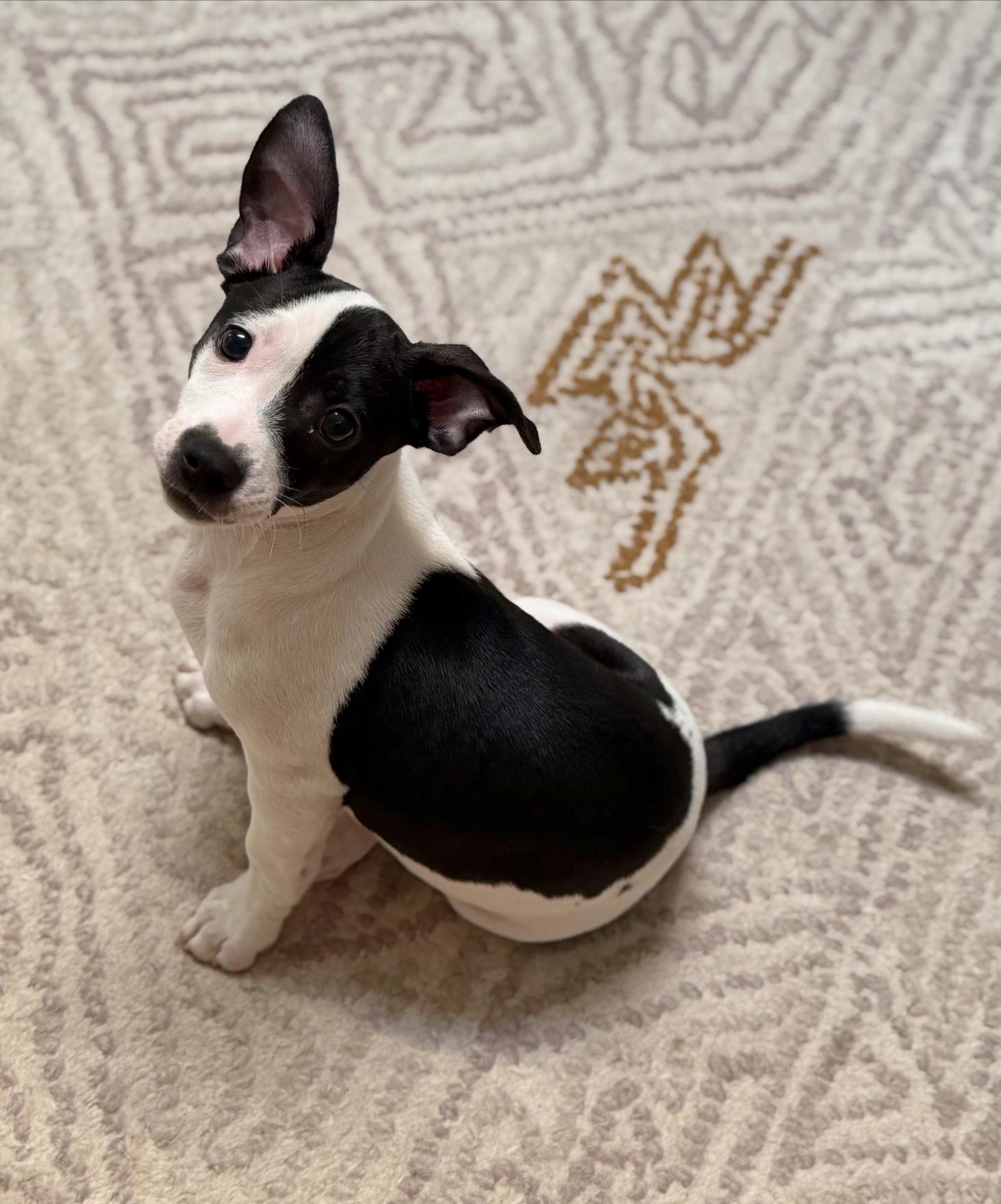 Maci, ADOPTABLE, Puppy Female Mixed Breed.