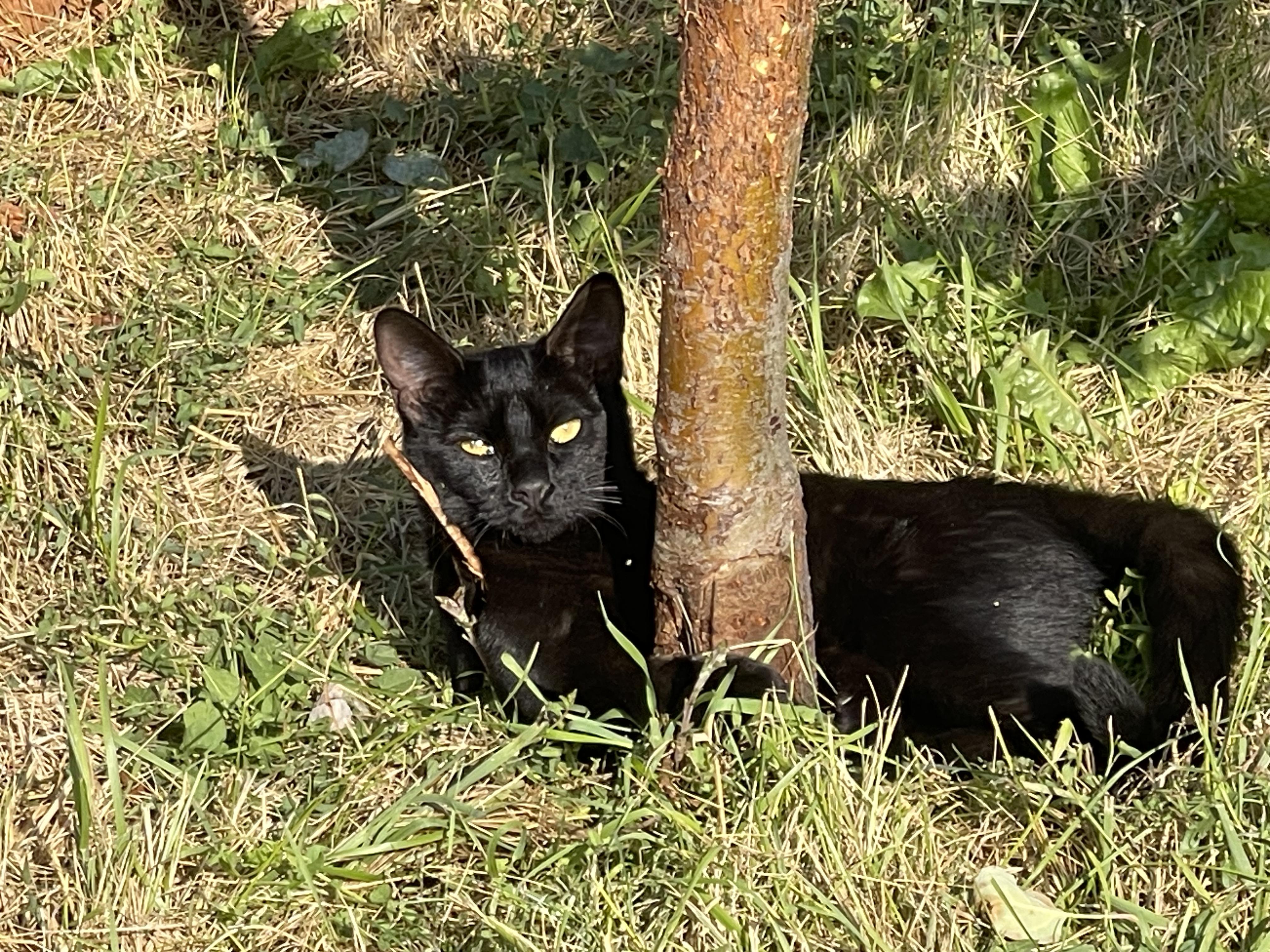 Ping Ping, ADOPTABLE, Adult Female Domestic Short Hair.