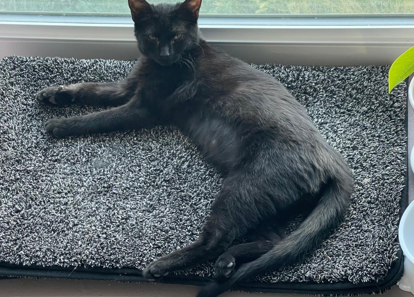 Ping Ping, a ADOPTABLE Domestic Short Hair in Pocatello, ID image 4/6