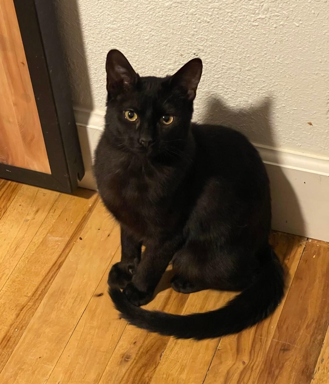 Ping Ping, a ADOPTABLE Domestic Short Hair in Pocatello, ID image 5/6