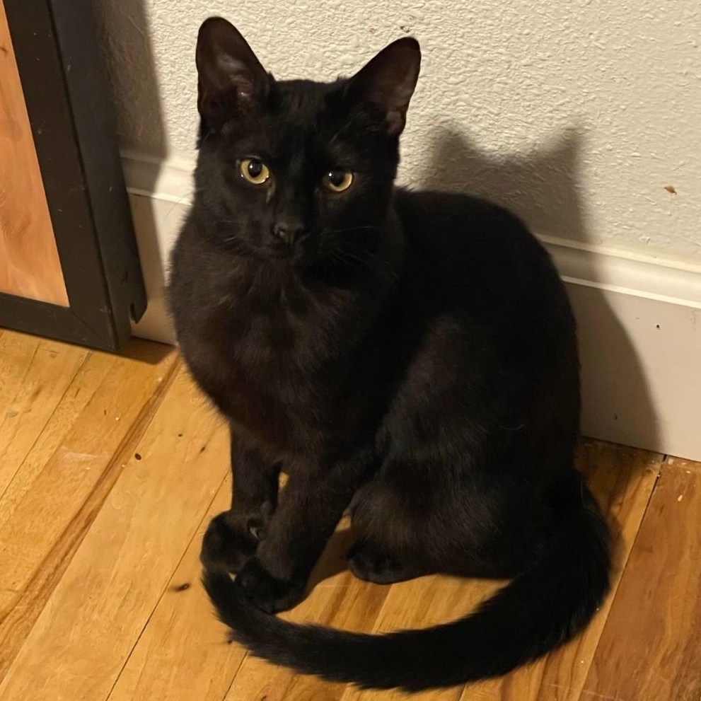 Enlarge Ping Ping, a Adoptable Domestic Short Hair in Pocatello, ID image 2/6
