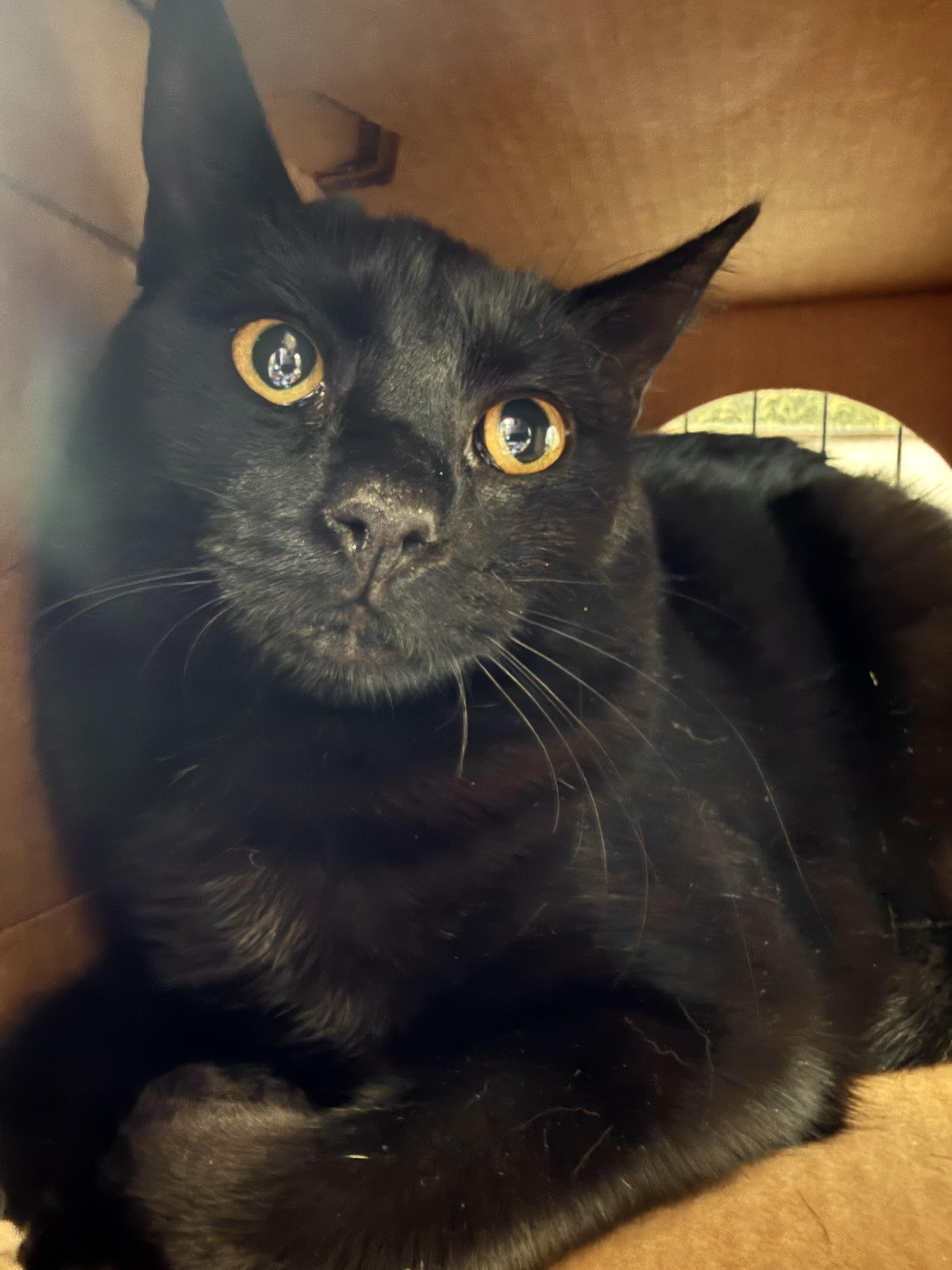 Ping Ping, Adoptable, Adult Female Domestic Short Hair.