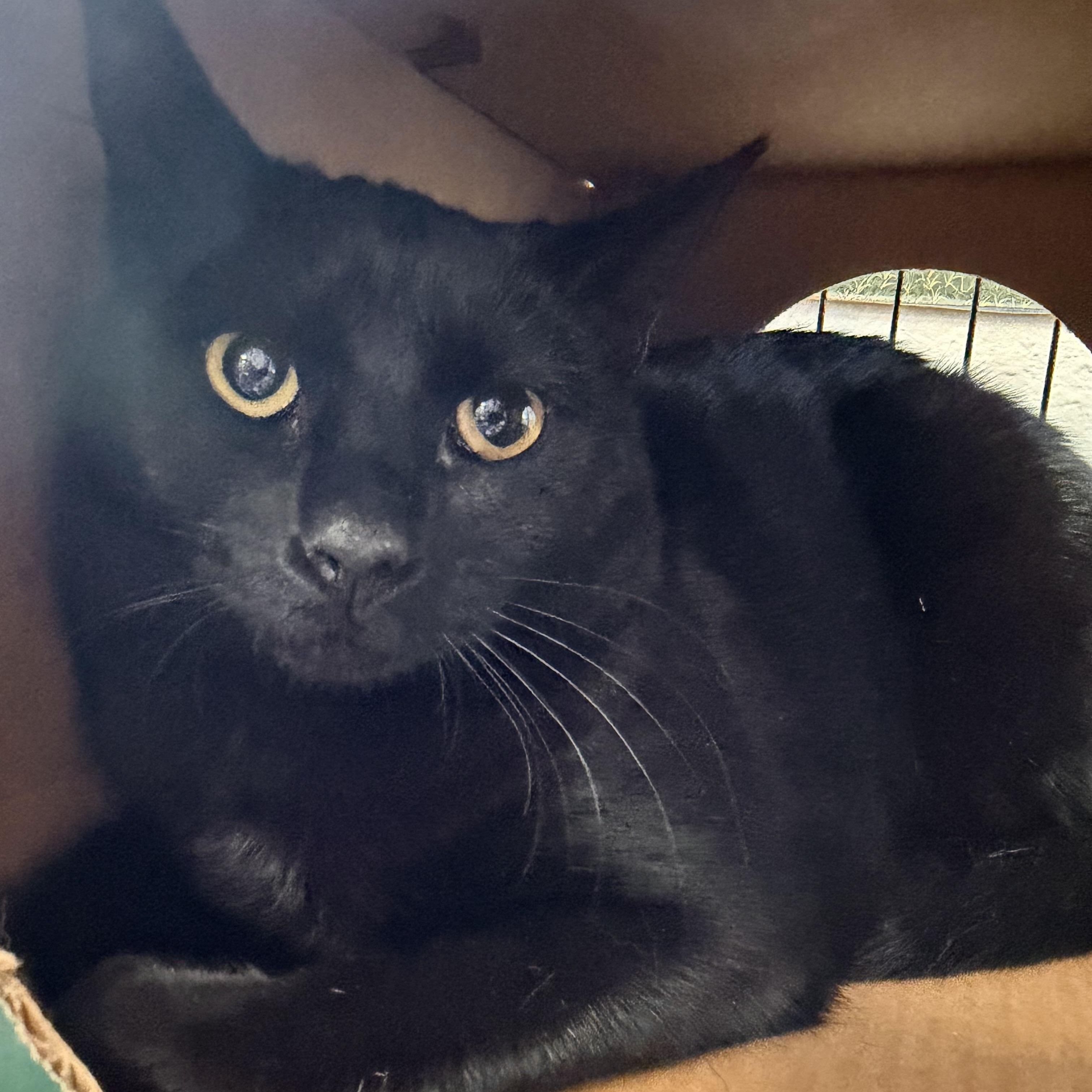Enlarge Ping Ping, a Adoptable Domestic Short Hair in Pocatello, ID image 6/6