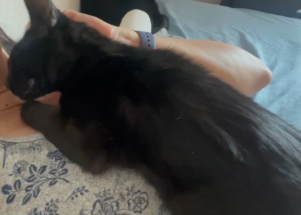 Enlarge Ping Ping, a ADOPTABLE Domestic Short Hair in Pocatello, ID video 3/6