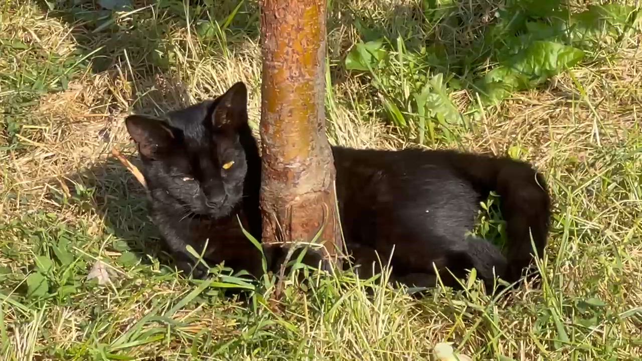 Enlarge Ping Ping, a ADOPTABLE Domestic Short Hair in Pocatello, ID video 2/6