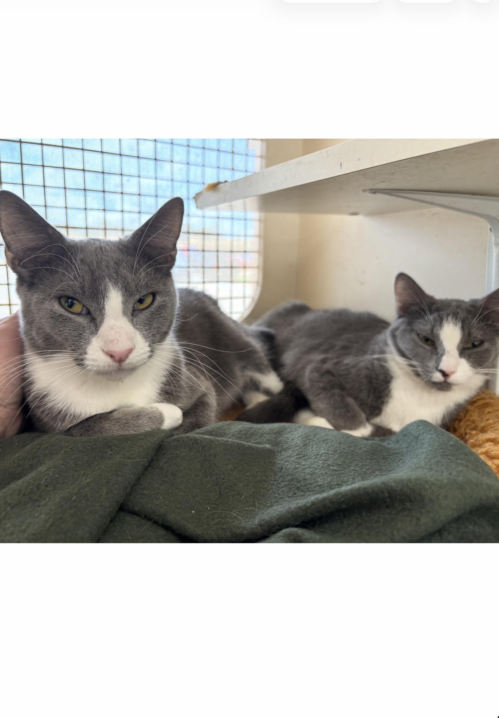 Diggy (and Sasha) - Courtesy Post, Adoptable, Young Male Domestic Short Hair.