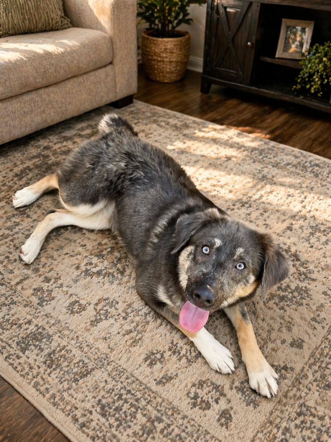 Enlarge Chia, a ADOPTABLE mixed breed in Wanaque, NJ image 4/5