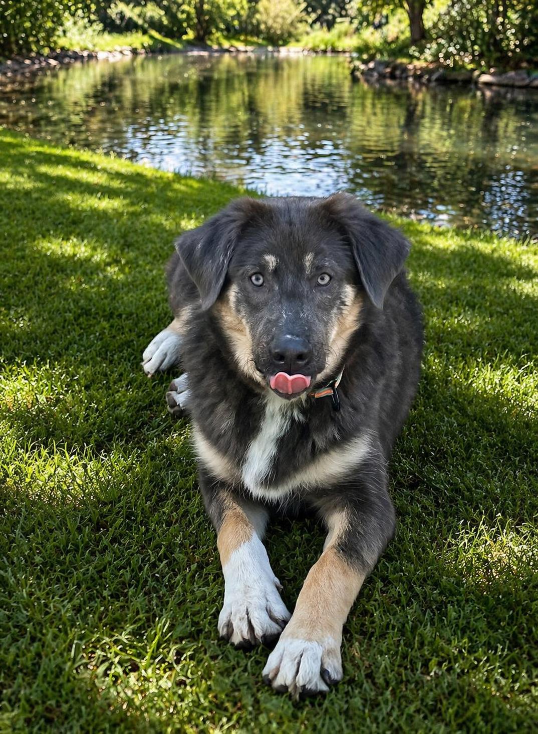 Enlarge Chia, a ADOPTABLE mixed breed in Wanaque, NJ image 3/5
