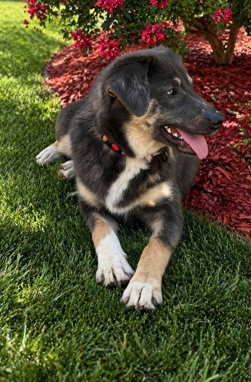 Enlarge Chia, a ADOPTABLE mixed breed in Wanaque, NJ image 5/5