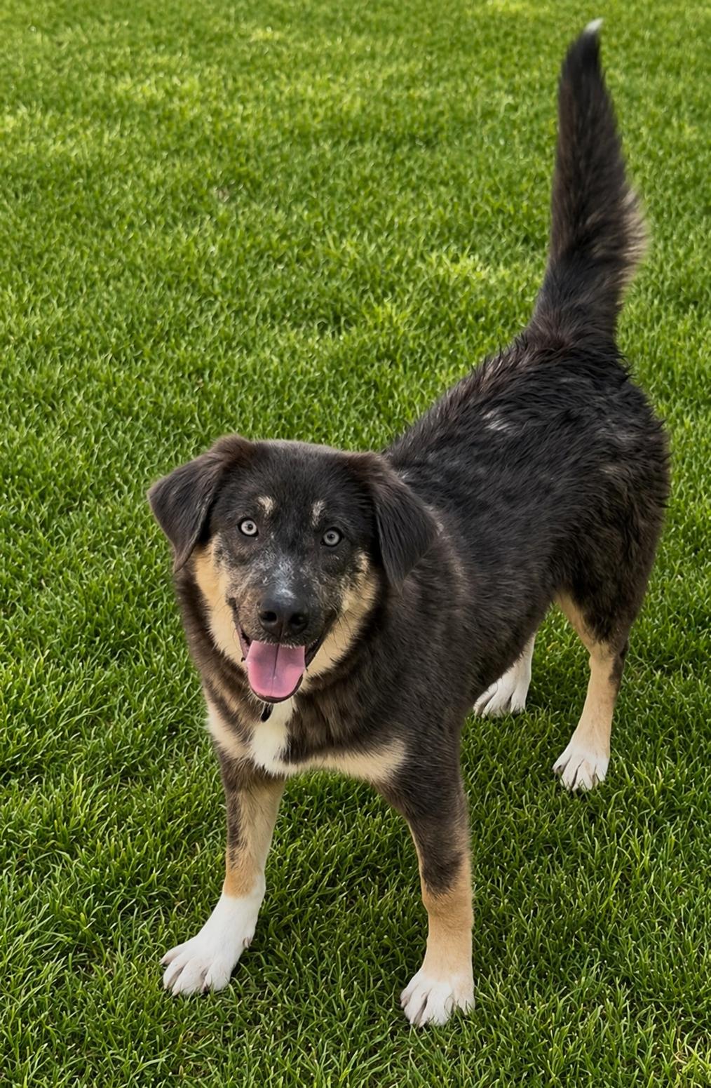 Enlarge Chia, a ADOPTABLE mixed breed in Wanaque, NJ image 2/5