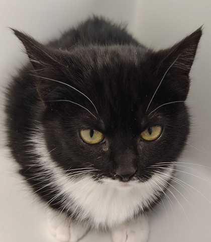 Squirt, Adoptable, Young Female Domestic Medium Hair & Domestic Short Hair.