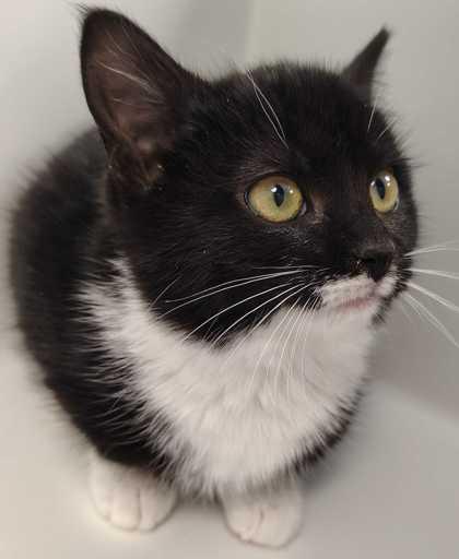 Squirt, a Adoptable mixed breed in Mount Pleasant, IA image 2/2