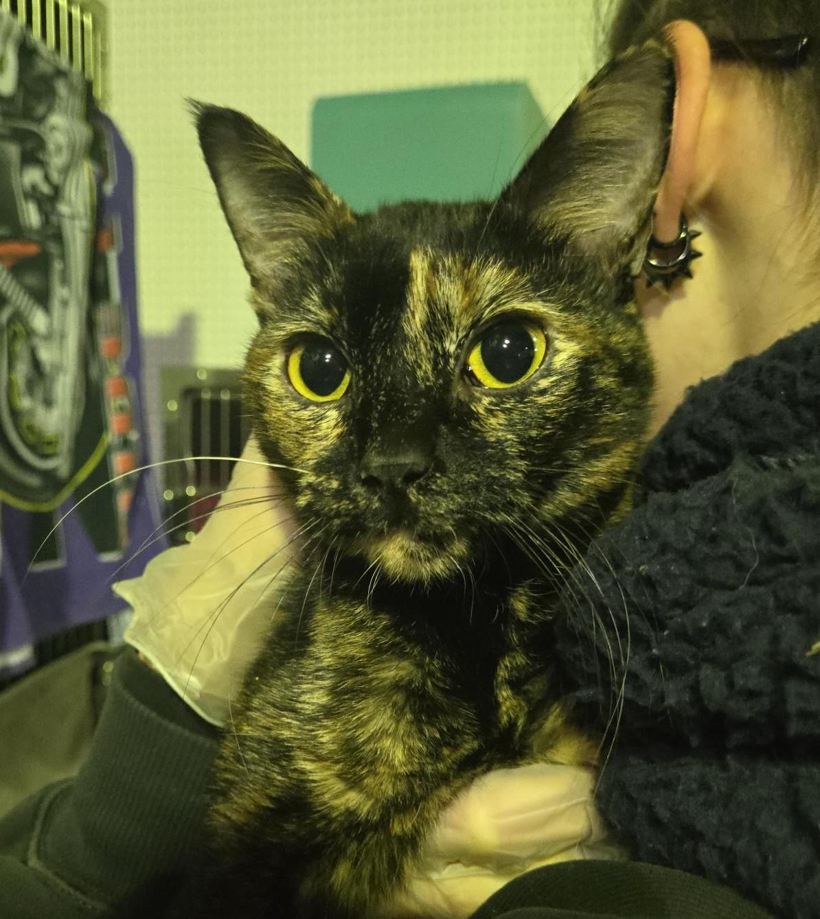 Hilton, Adoptable, Adult Female Domestic Short Hair.