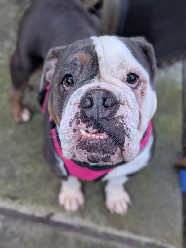 Enlarge Koda, a Adoptable mixed breed in Healdsburg, CA image 2/2