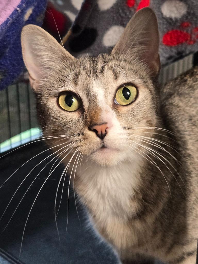 Enlarge Spatula, a Adoptable mixed breed in Shelton, WA image 2/2