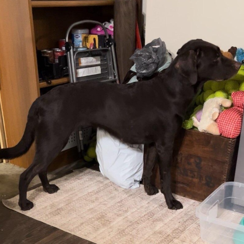 Enlarge Bailey #28, a Adoptable Labrador Retriever in Warrington, PA image 2/5