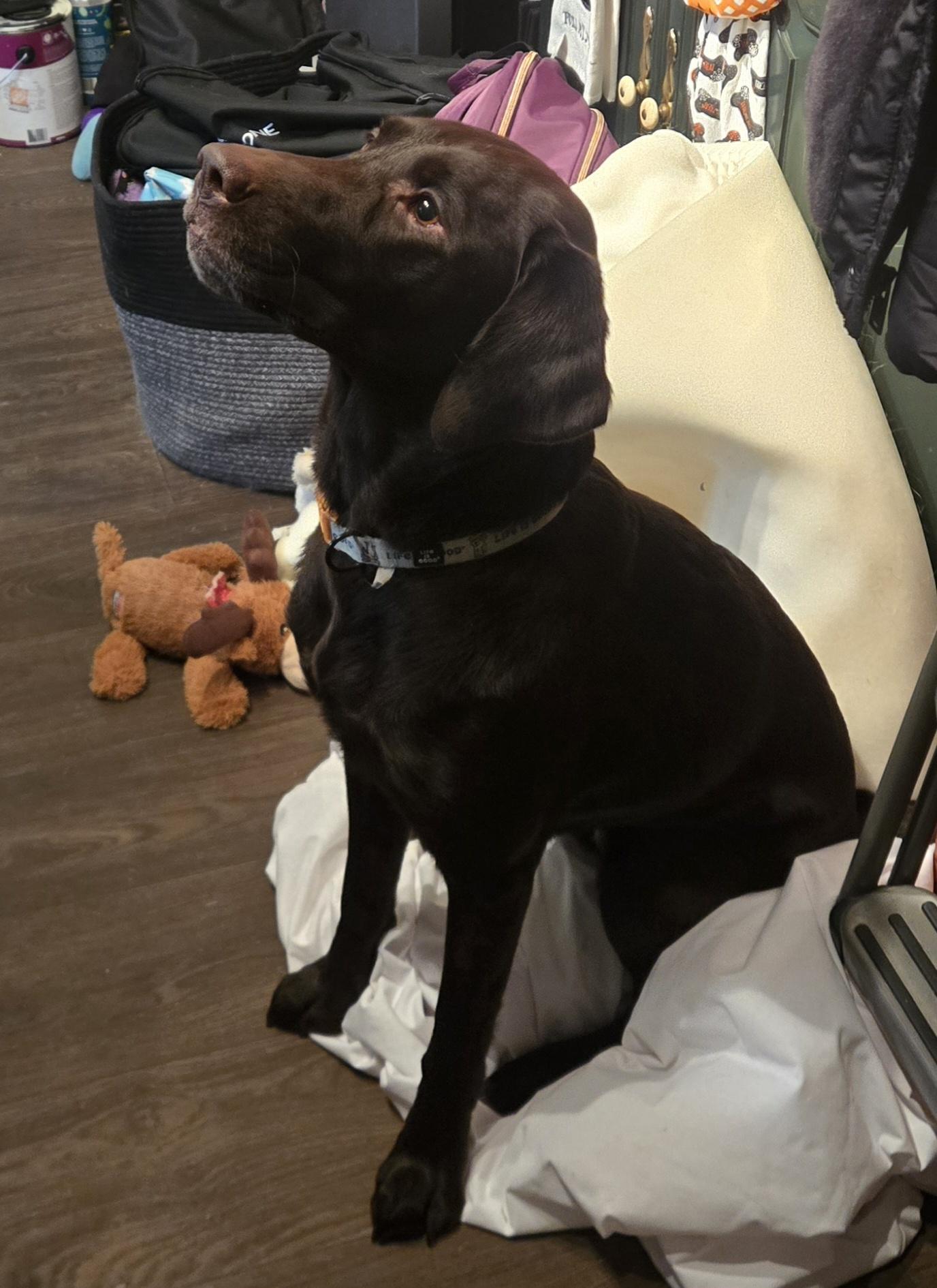 Enlarge Bailey #28, a Adoptable Labrador Retriever in Warrington, PA image 3/5