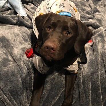 Enlarge Bailey #28, a Adoptable Labrador Retriever in Warrington, PA image 4/5