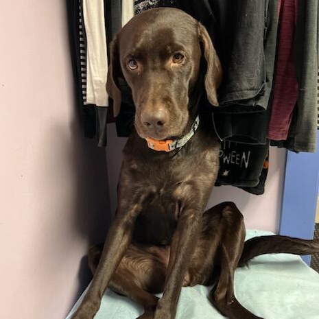 Enlarge Bailey #28, a Adoptable Labrador Retriever in Warrington, PA image 5/5