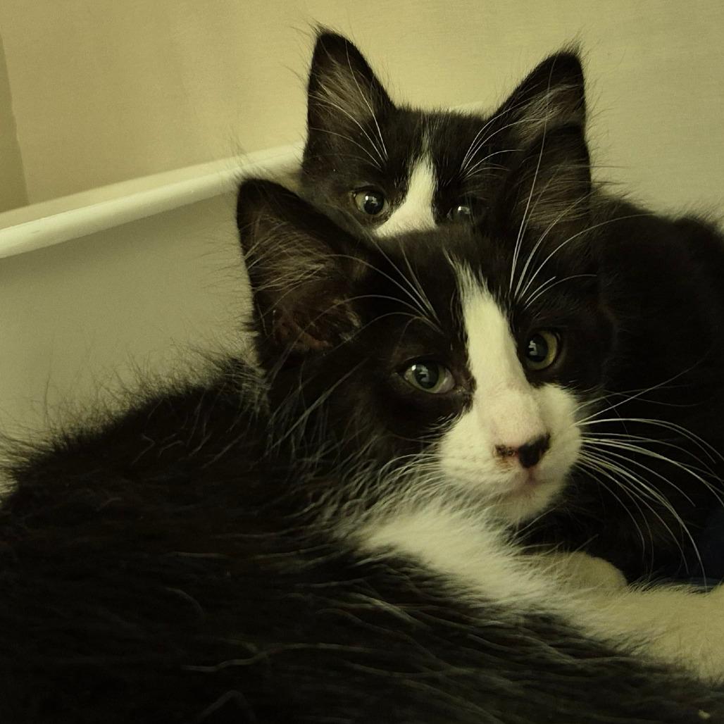 Mosley, Adoptable, Kitten Male Domestic Medium Hair.