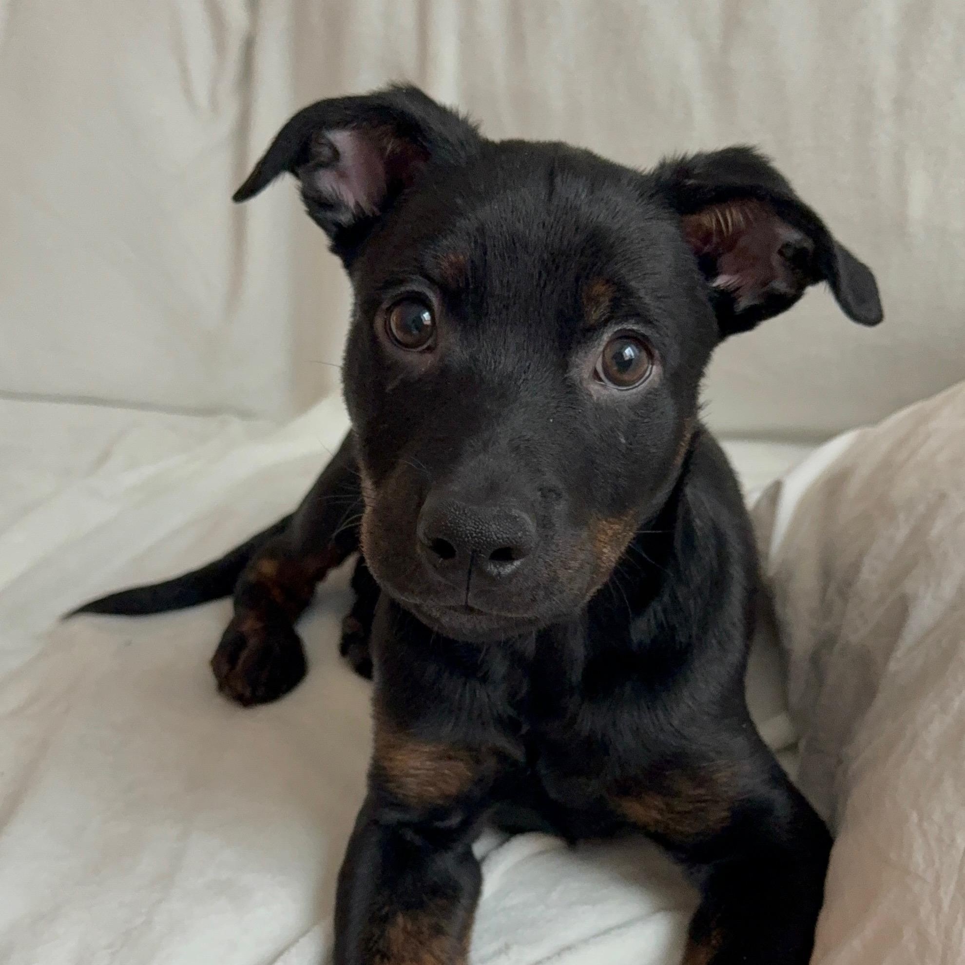 Winston, Adoptable, Young Male Shepherd & Rottweiler.