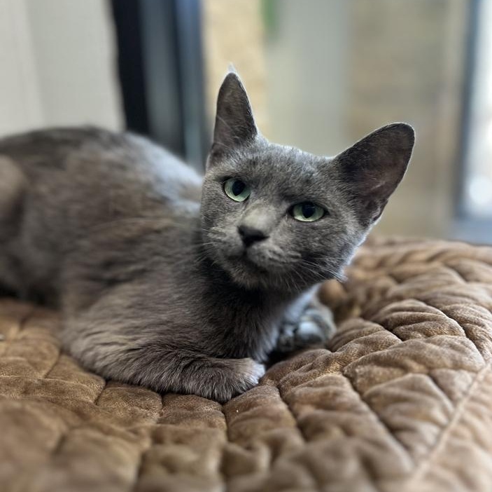Willow, ADOPTABLE, Adult Female Domestic Short Hair.