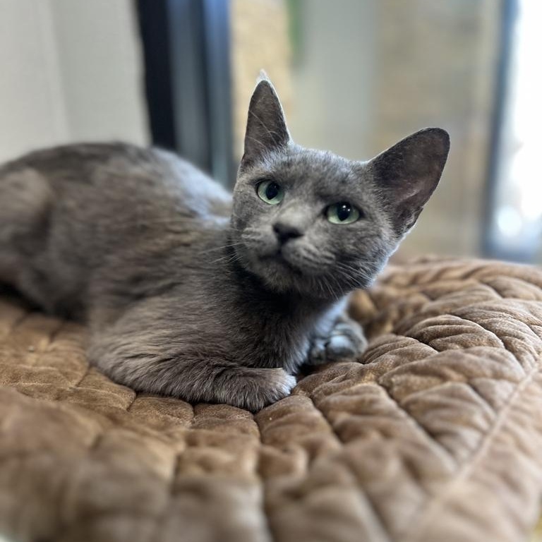 Willow, a ADOPTABLE Domestic Short Hair in Jackson, MI image 2/3