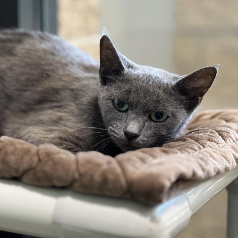 Willow, a ADOPTABLE Domestic Short Hair in Jackson, MI image 3/3