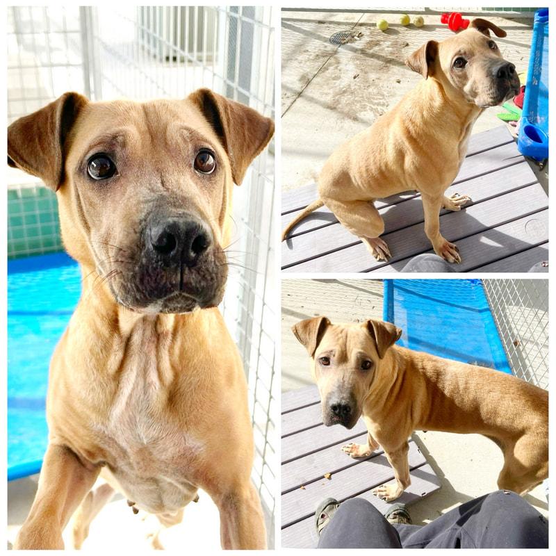 Bella Donna, ADOPTABLE, Adult Female Mixed Breed.